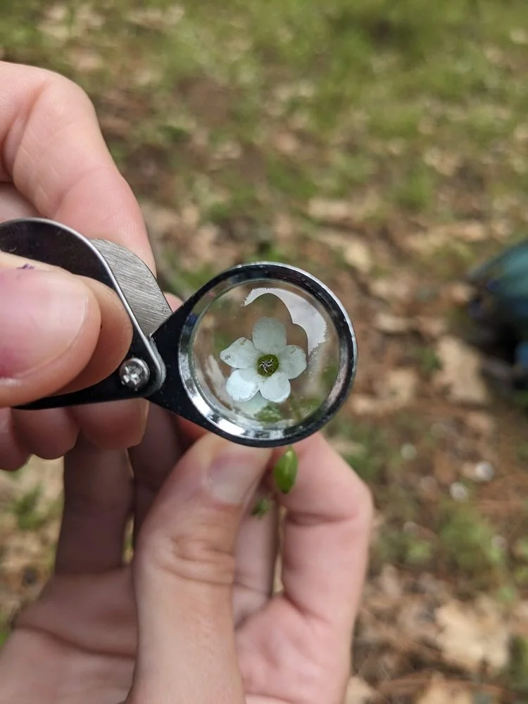 plant micro.jpg