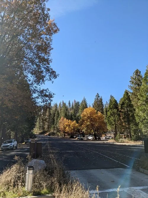 fall+leaves.jpg