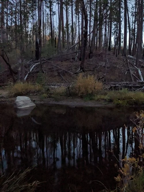 night+trees.jpg