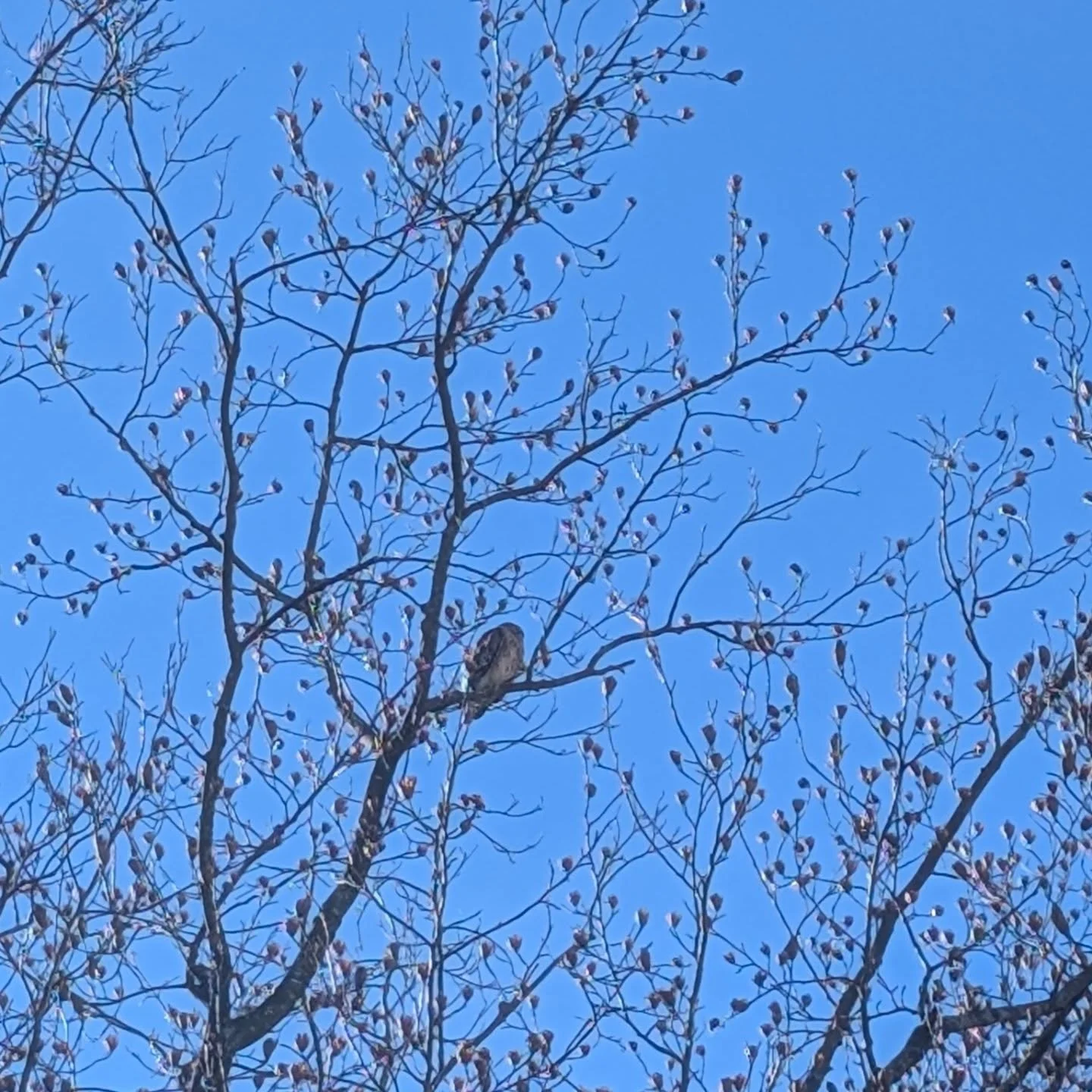 Cookies and I found a red shoulder hawk in our backyard. 😻 He kept chirping and looking up, and when I turned around, there it was, perched on a branch next to the porch - pretty cool! I think they might have a nest in the woods behind our house bec