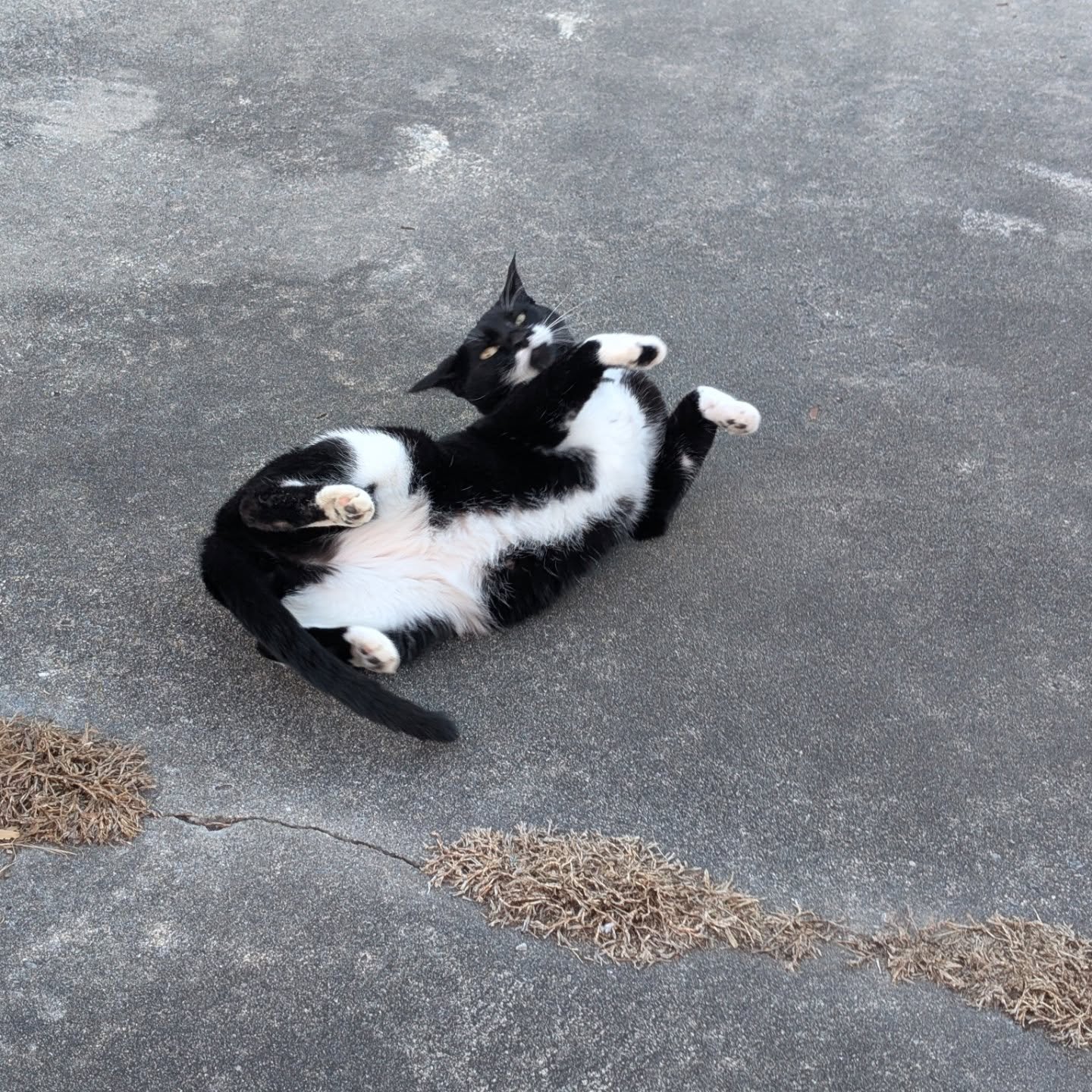 When overthinking takes over, all it takes is a cat's silly look to realize how ridiculous life is. You start wondering if they could teach you their chill ways to tune out the noise. 😻