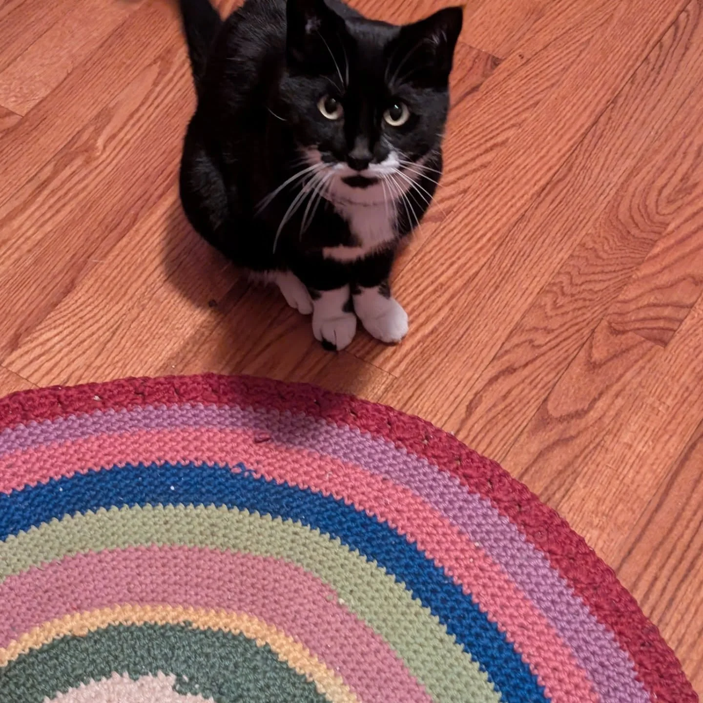 Cookies cat being adorable 😍