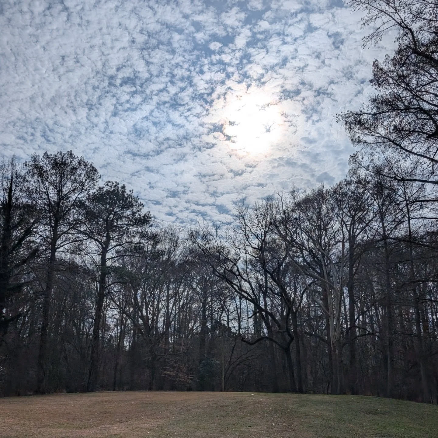 I took a walk on the Greenville Greenway along the tar river. It's a beautiful spot for nature lovers and a popular path for bikers and walkers. The trees were stunning and the river was gorgeous. As I headed back, the sun began to set. I even spotte