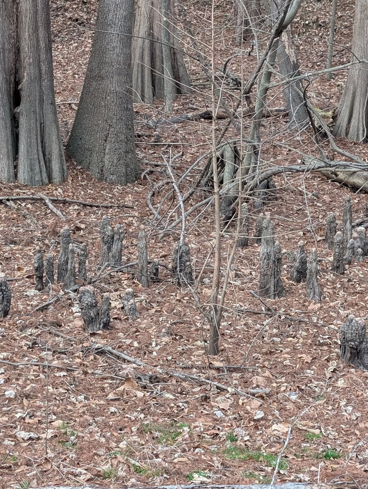 NC Ranger&rsquo;s Rhythm: The Knees of the Cypress Trees 

The Vibe: Deep roots, steady breath.

Did you know?

The Bald Cypress (Taxodium distichum) is one of the only trees that can live with its "feet" underwater for months at a time. Th