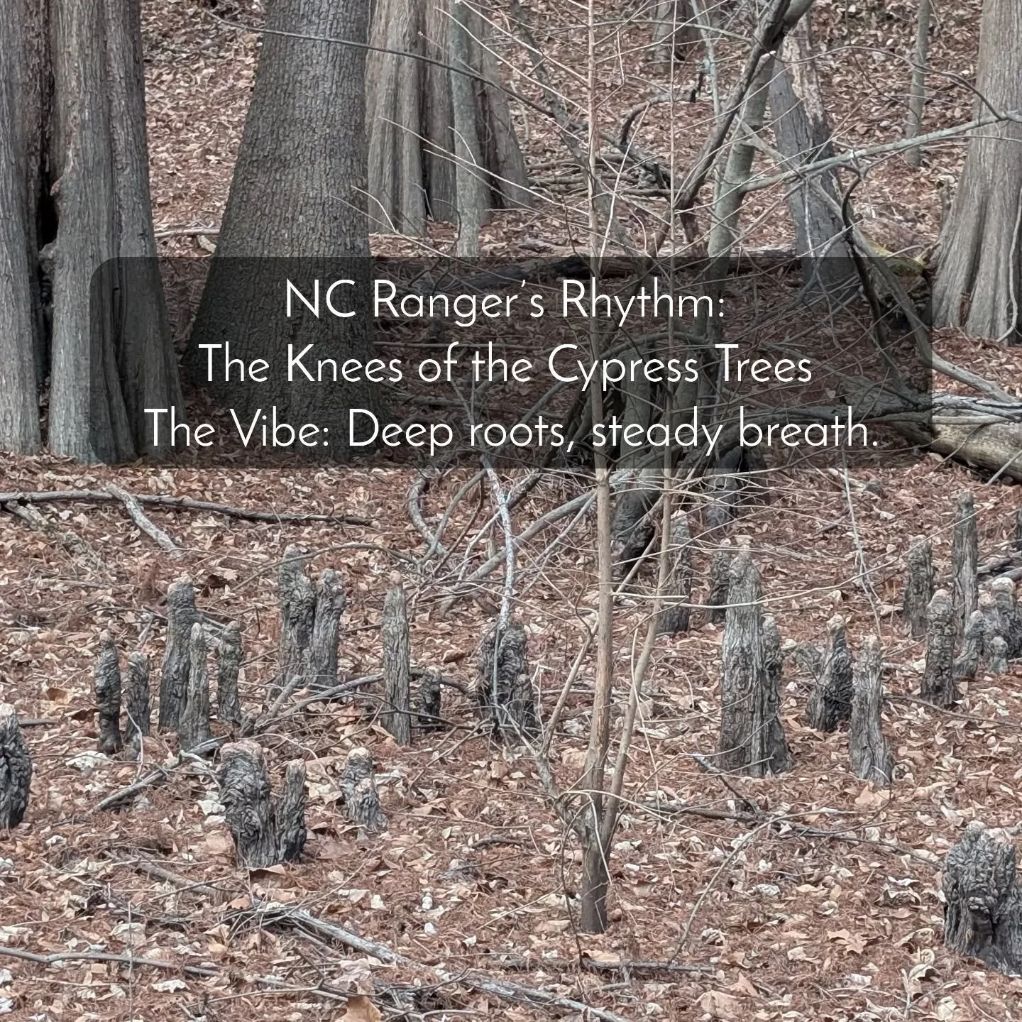 Seeing the Cypress knees in Greenville reminded me that staying grounded requires more than just deep roots&mdash;it requires 'upward' effort, too. These knees are the tree's way of staying stable when the ground turns to liquid. As a Ranger, I see t