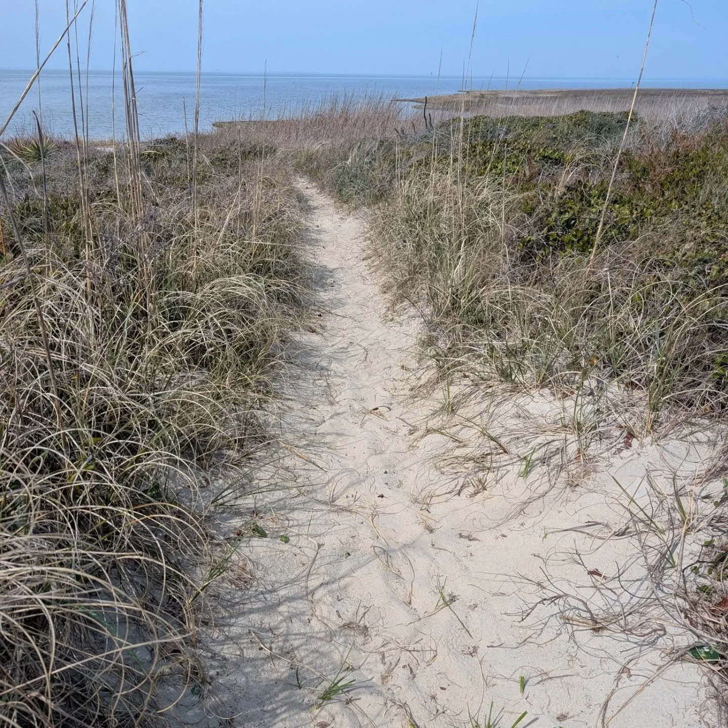 Across sections of the outer banks, if you look to the left you see the ocean, and to the right you find the sound. On this afternoon, I chose to explore the Pamlico Sound.  The calm water was very peaceful.