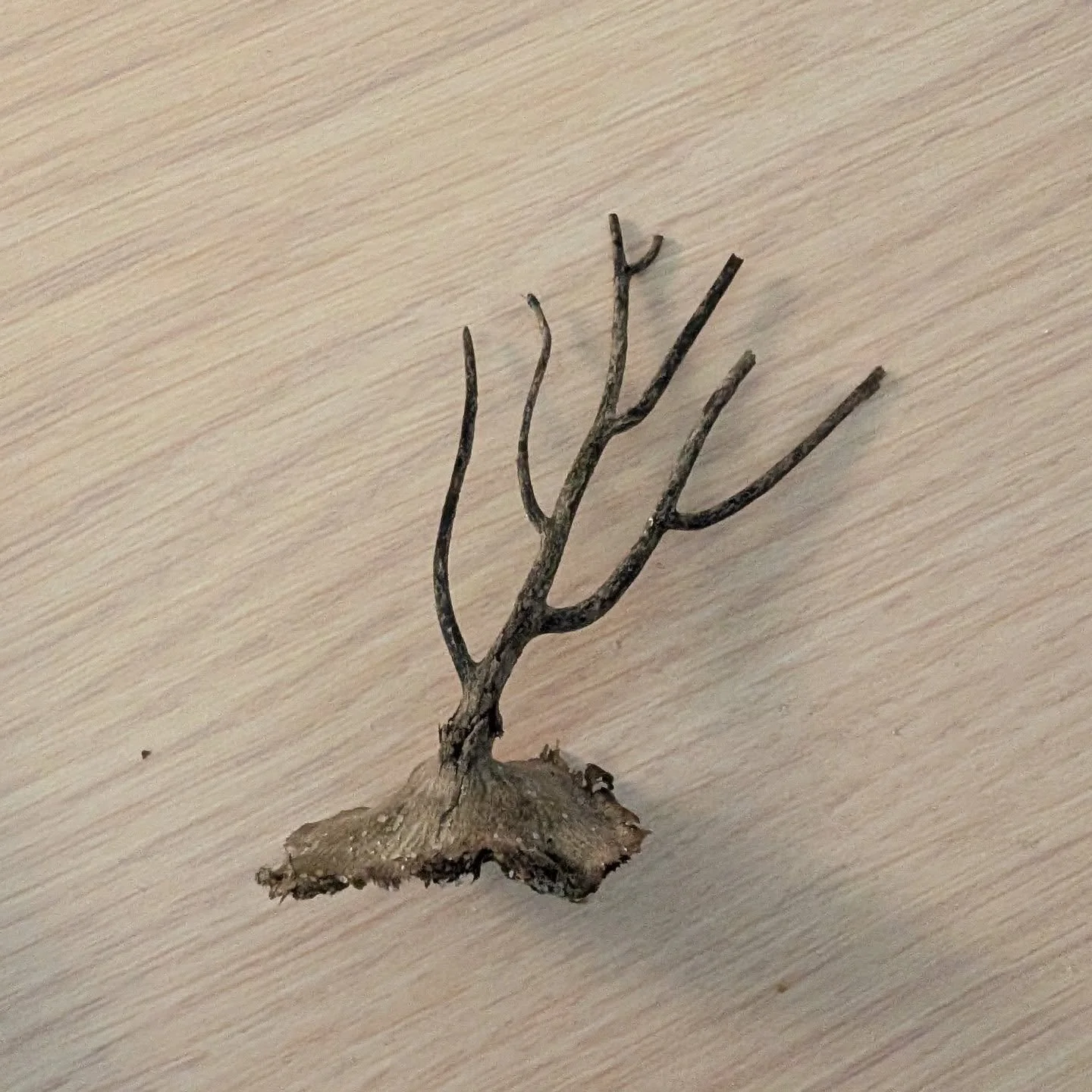 The Strength in the Sway 🌊

​Found this Sea Whip skeleton washed up at Cape Point. In the ocean, these soft corals don&rsquo;t survive by being rigid; they survive through flexibility. While hard corals might crack under the pressure of a heavy surf