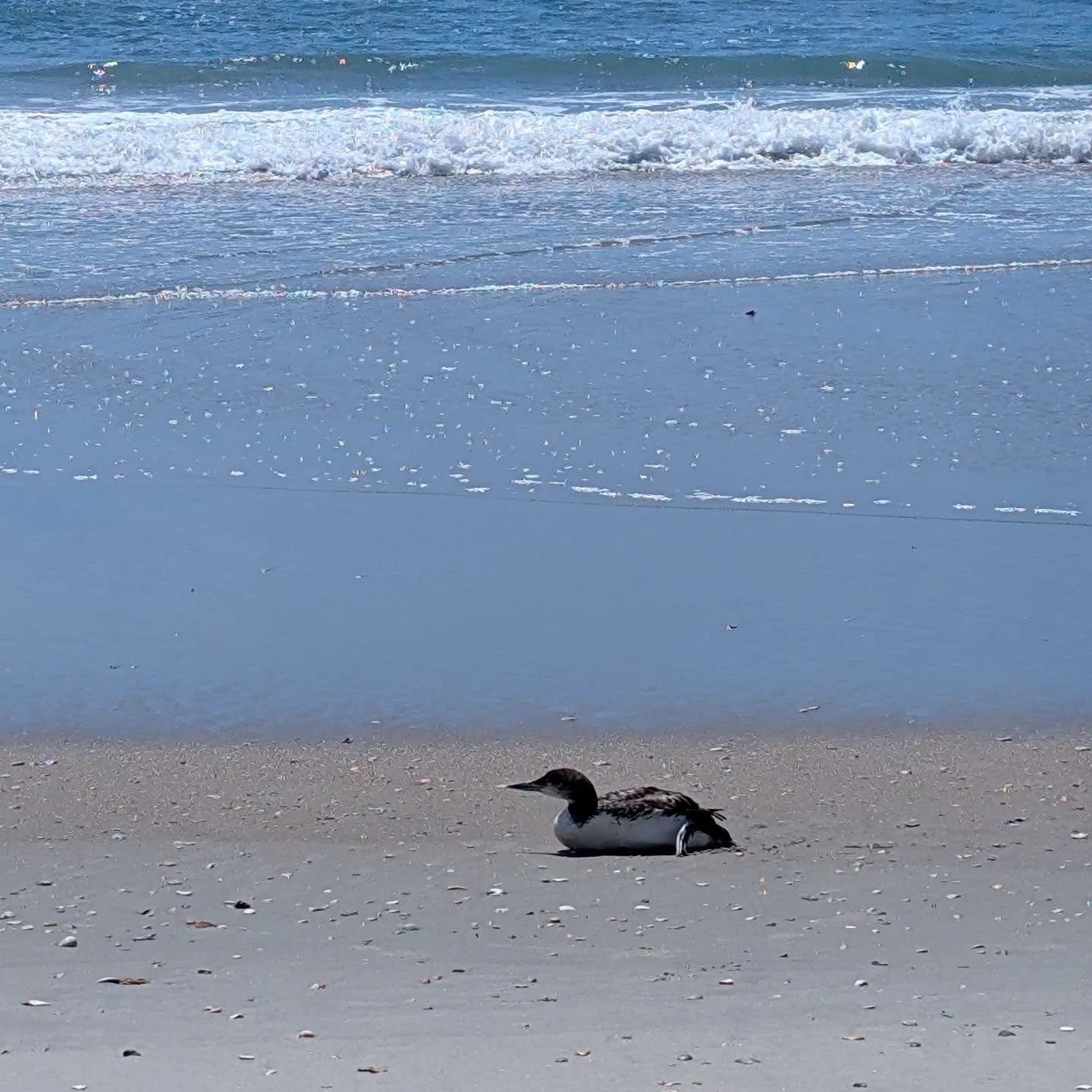 The Earthbound Voyager

​If you spot a Common Loon resting on the sand, your first instinct might be to worry. With their striking red eyes and still posture, they often appear vulnerable&mdash;but there is a powerful reason for their stillness.

​Un