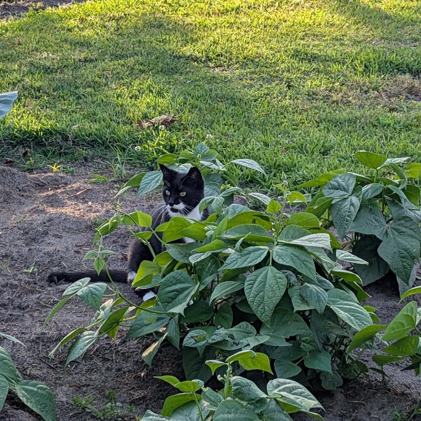Cookies Cat always has the most fun adventures on the homestead. 

#CookiesCat