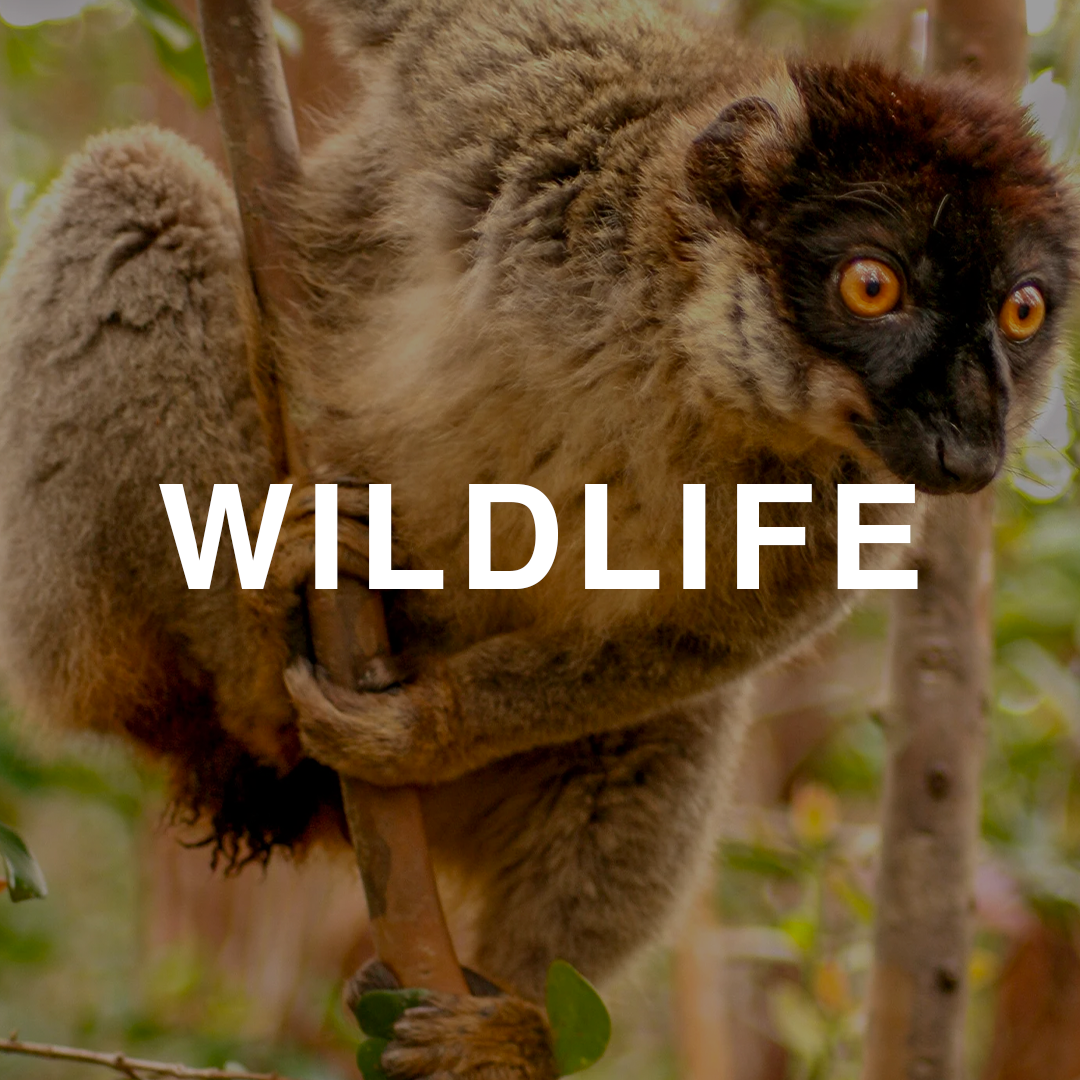 2026 Wildlife Button.png
