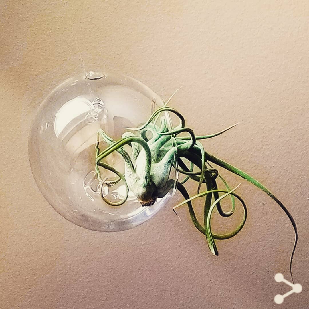 I made a little hanging air plant garden above this chair in my bedroom where I read. This one is my favorite. Don't tell the others. #tillandsia #airplants #hangingplants