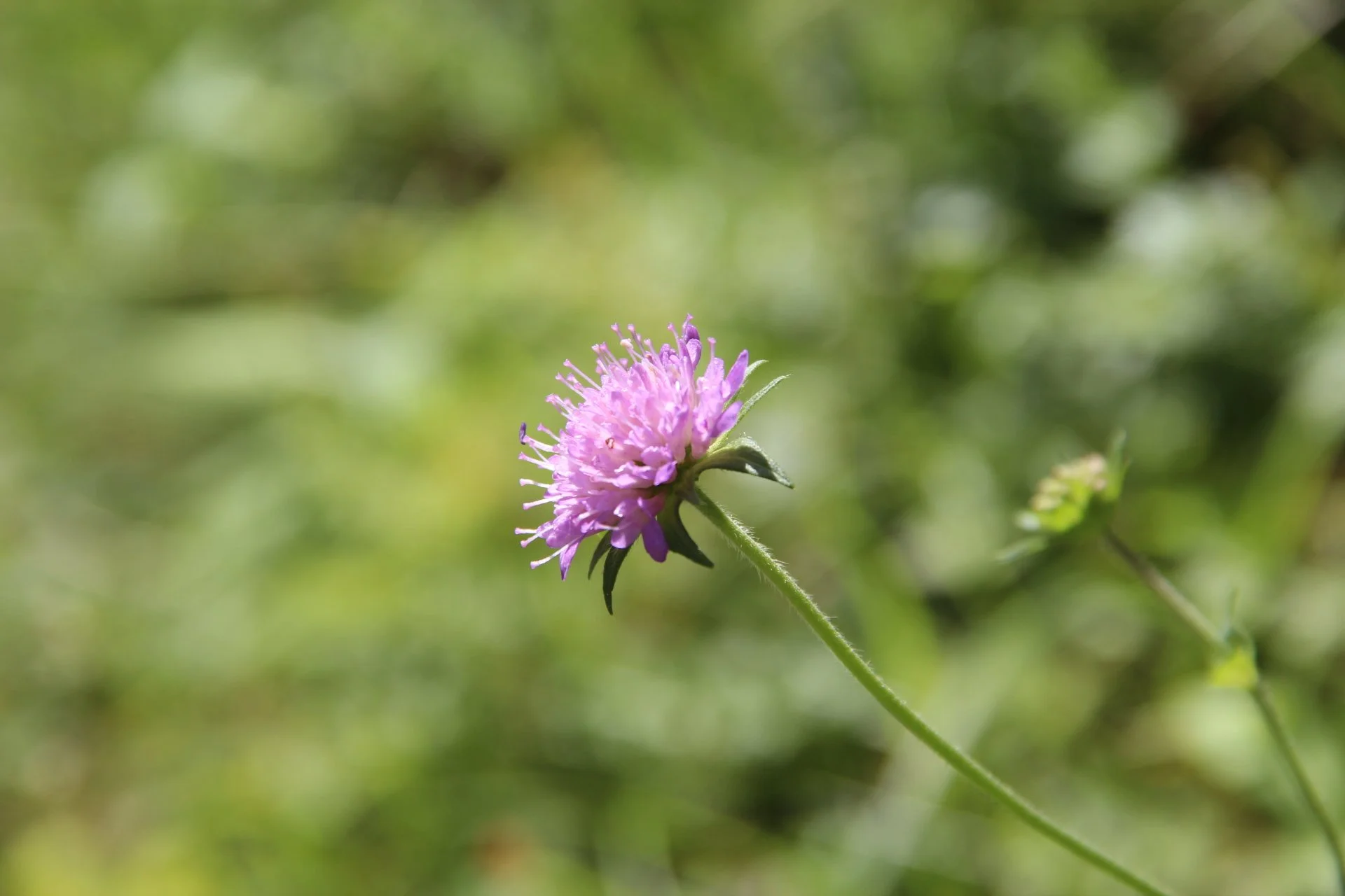 NUSHU Group - Self-Compassion, Growth & Purpose 