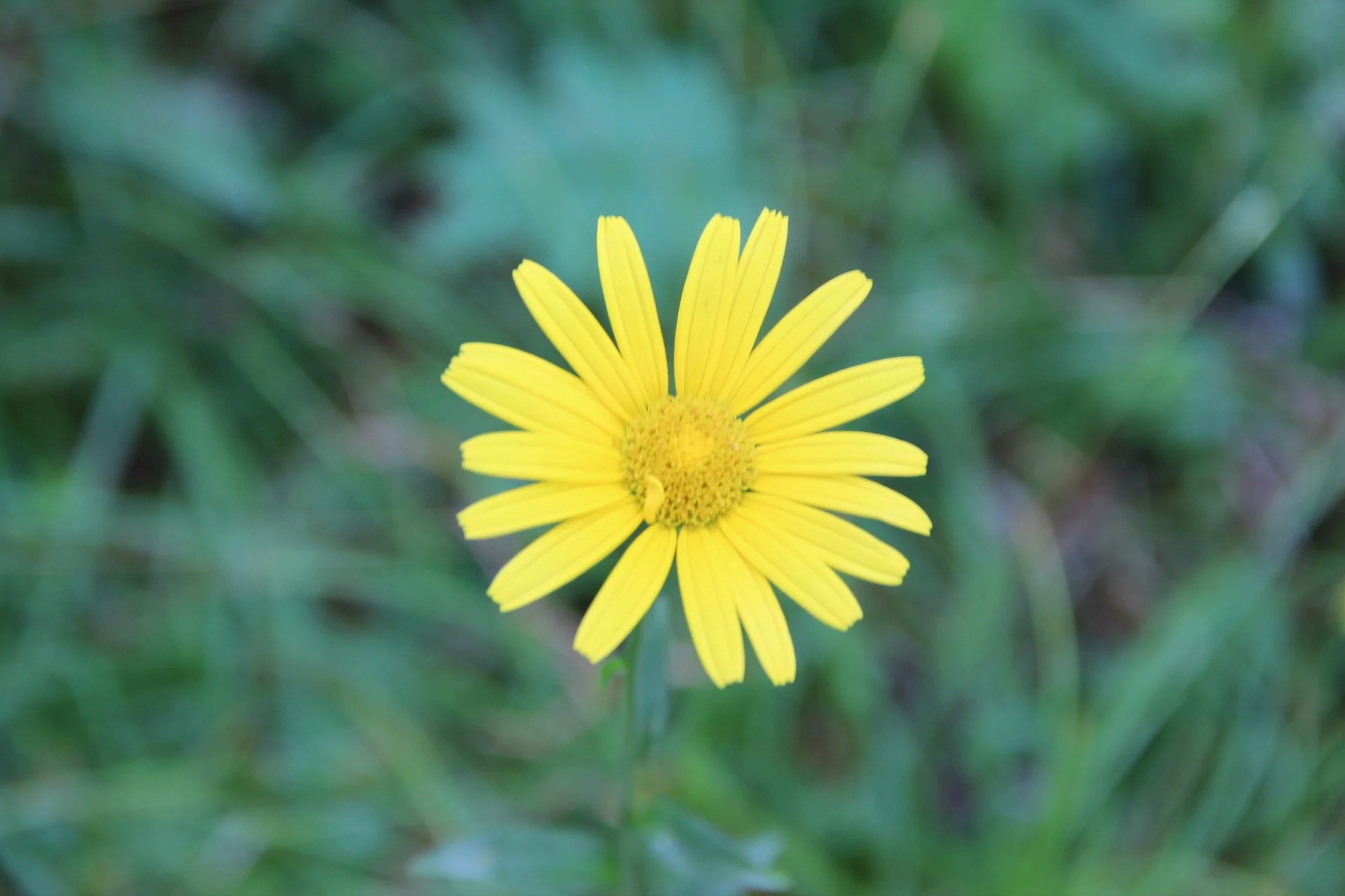 NUSHU Group Sharing and Listening Circle - Theme: Blossom
