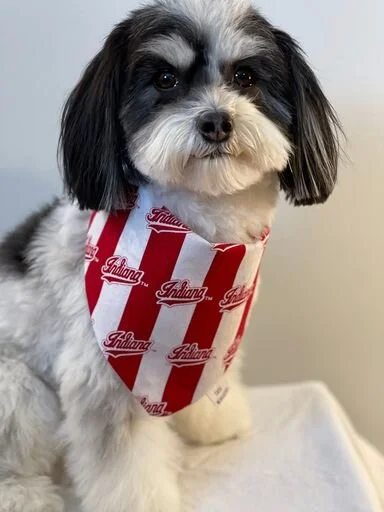 iu dog sweater