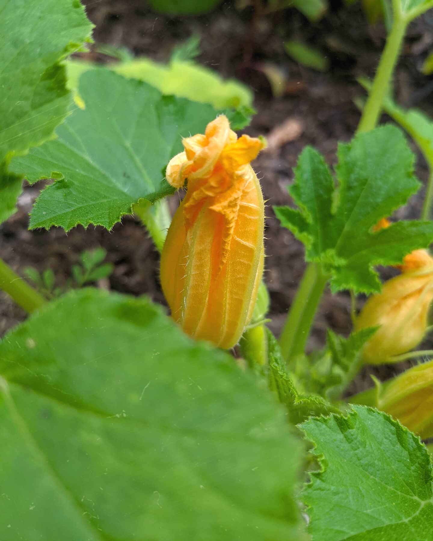 This gorgeous and irrelevant squash blossom grown by Frankie is here to say: Wow holy shit y'all. I meant to post a &quot;thank you for 5,000&quot; listens post but somehow with our latest lawns episode (now our most listened to episode by FAR) we BL
