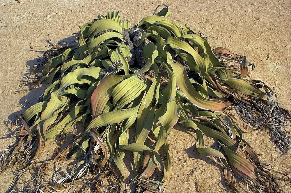 welwitschia-mirablilis-56.jpg