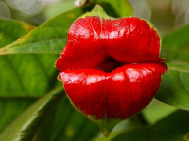 Psychotria-elata4.jpg