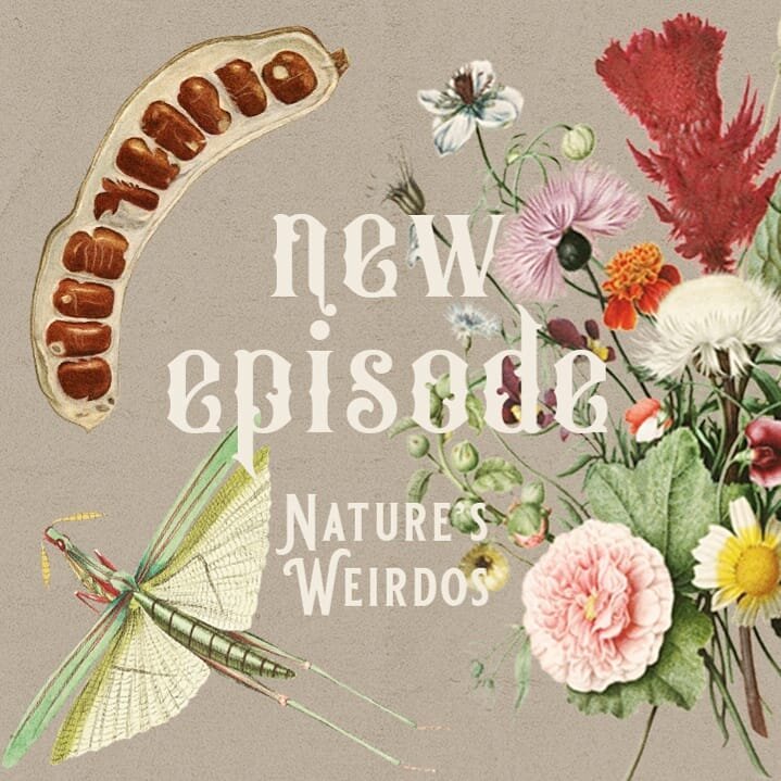 New episode alert!! The weirdo plant of nature! Available now where you listen or our website!
.
1- rafflesia, beautiful 📸 by @stickyricetravel
2-Pallicourea Elata aka girlfriends kiss
3- Dodder, super awesome 📸 by @personofcactus 
4- examples of f