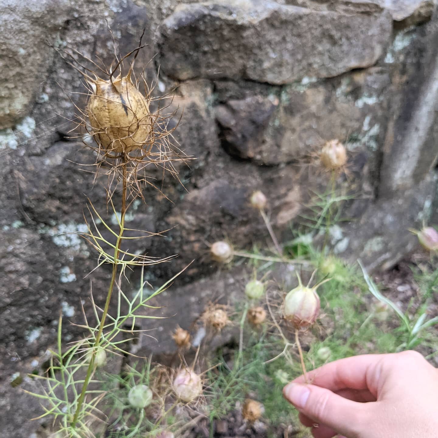 Shout-out to all the weirdo seed pods out there! These are Frankie's nigella pods that we talk about in our Nature's Weirdos episode. What's your favorite plant weirdo?