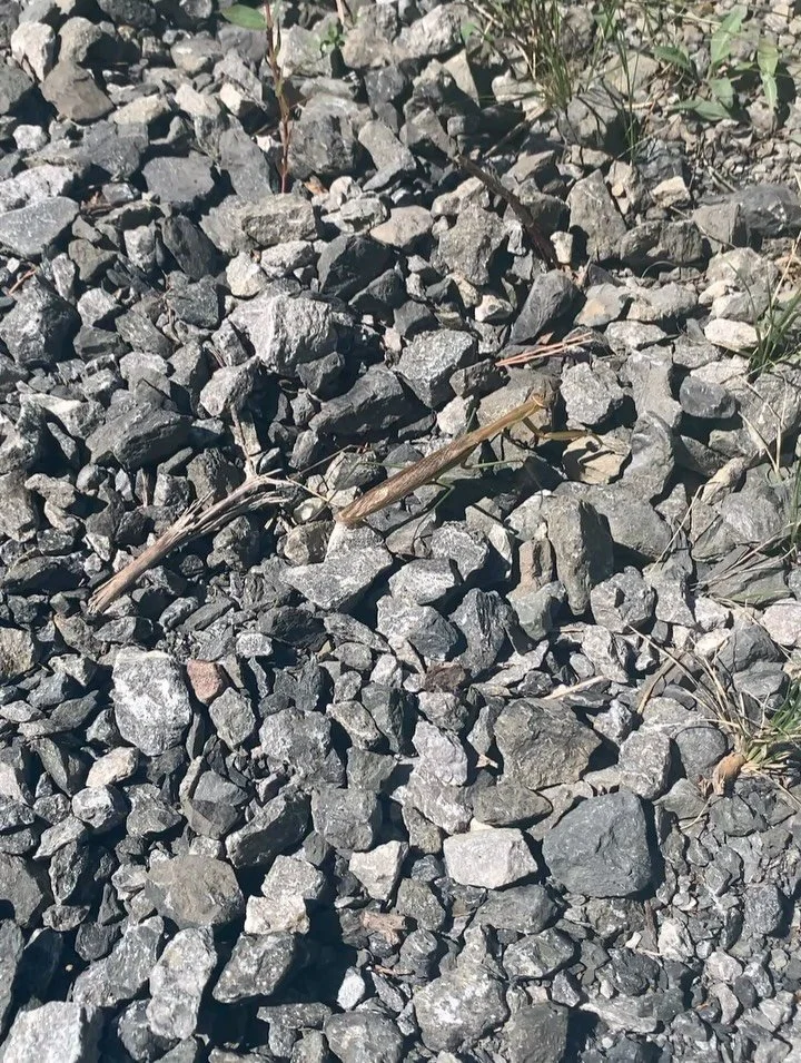 ☀️ AUGUST 💛

This morning I heard someone say that doubt kills more dreams than failure.

August was a time of dreaming versus doubting.

Praying Mantis showed up on a walk the other day with her power of stillness. &ldquo;The ancient mystics spoke 