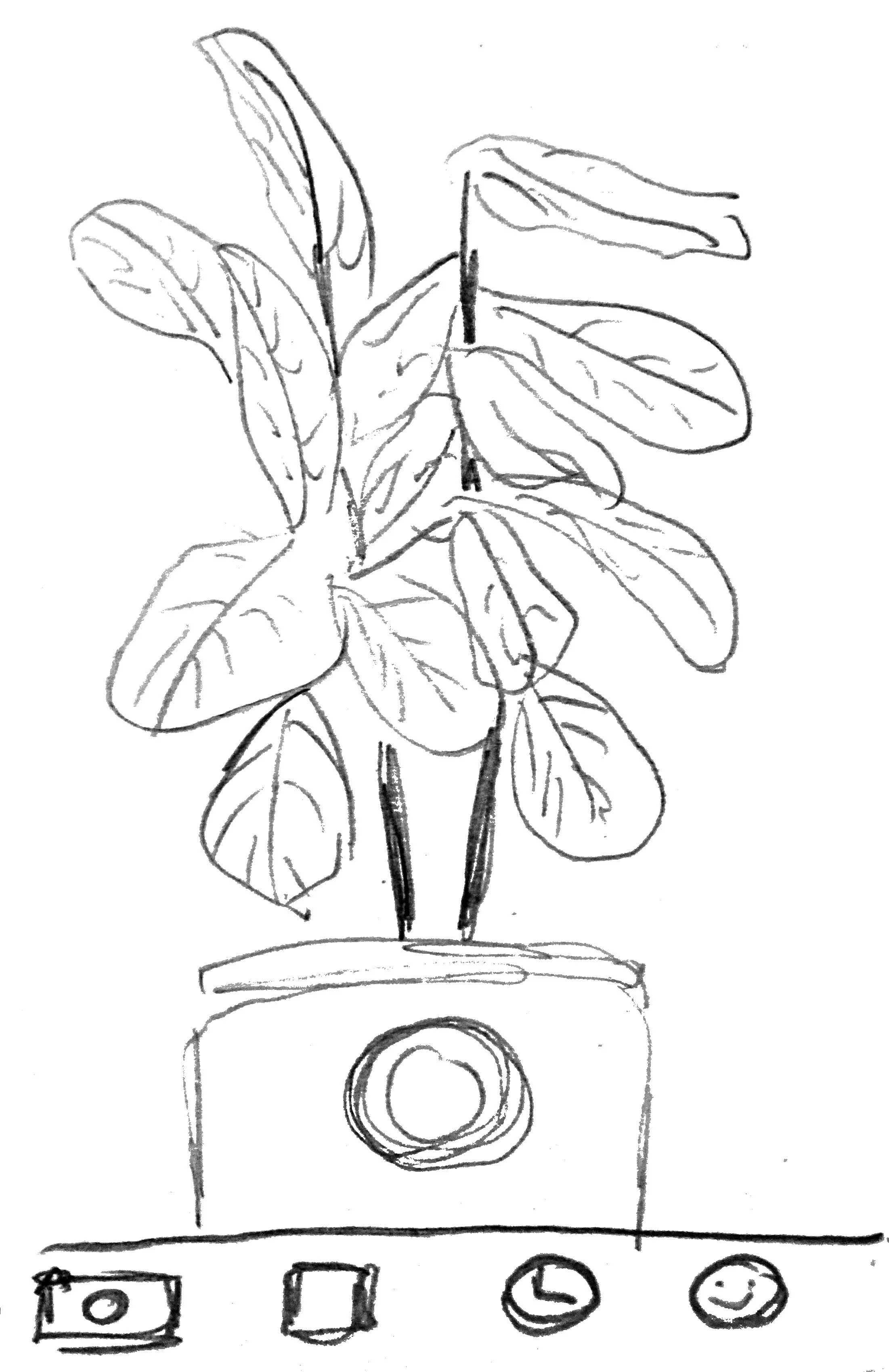 Plant scanner: camera where user can identify a plant.