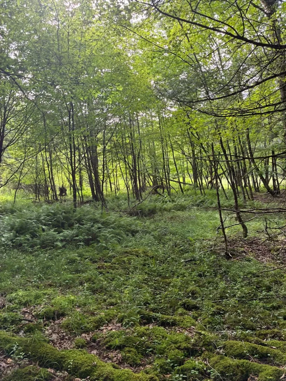 Beaverkill Road Vacant Land, Livingston Manor | $75,000