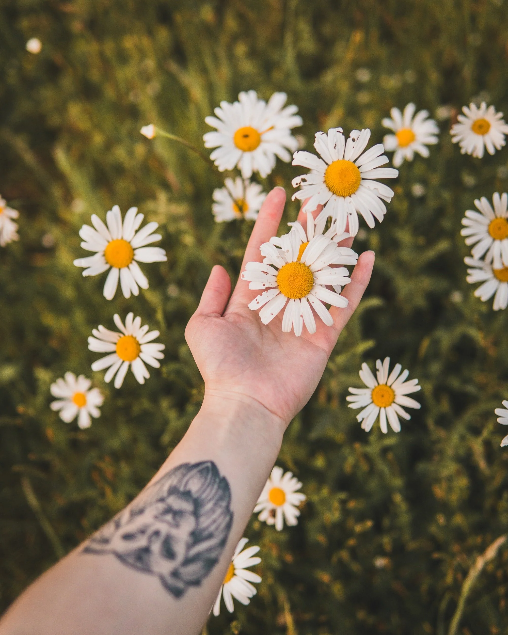 Top 10 Chamomile Perfumes