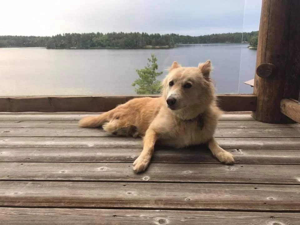 Boomer (1).JPG
