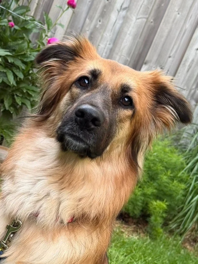 JASMINE (In foster care - Ottawa)