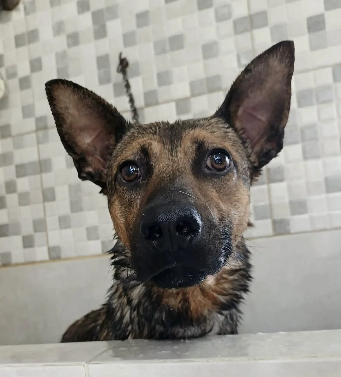 OSCAR