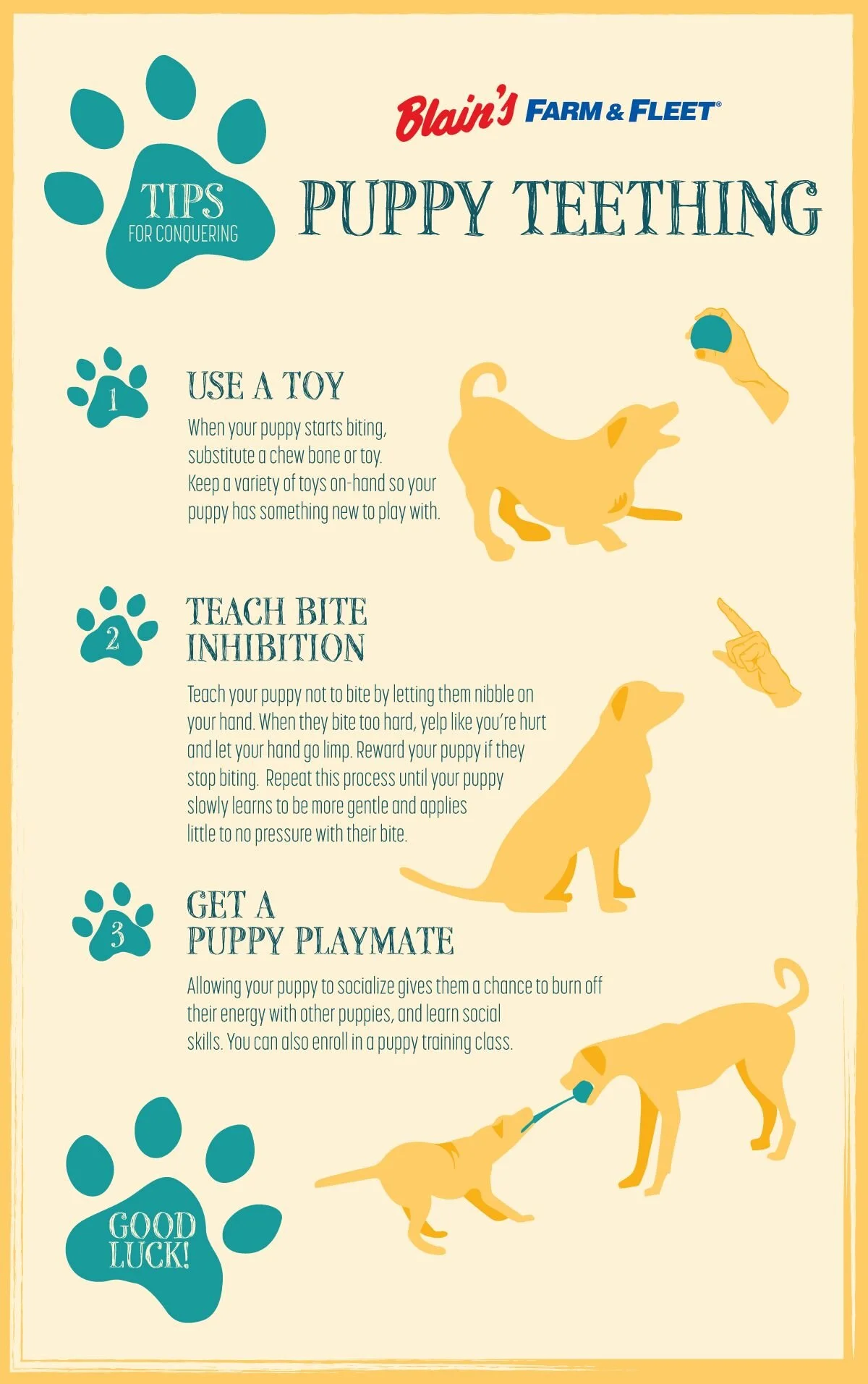 How to Deal With Puppy Teething _ Blain's Farm & Fleet Blog.jpeg