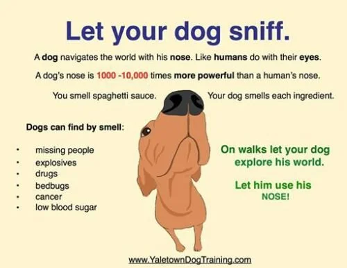 Let your dog sniff.jpeg