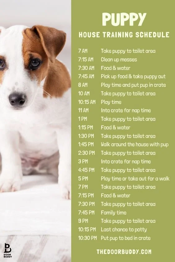 Puppy Training Tips.jpeg