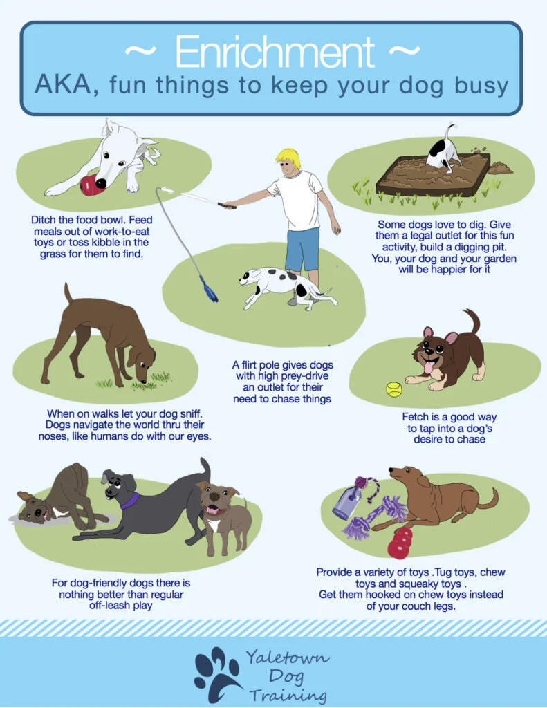 Enrichment-Ideas-for-dogs2-791x1024.jpeg