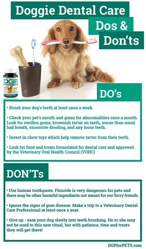 Doggie Dental Do's and Don'ts - Infographic.jpeg