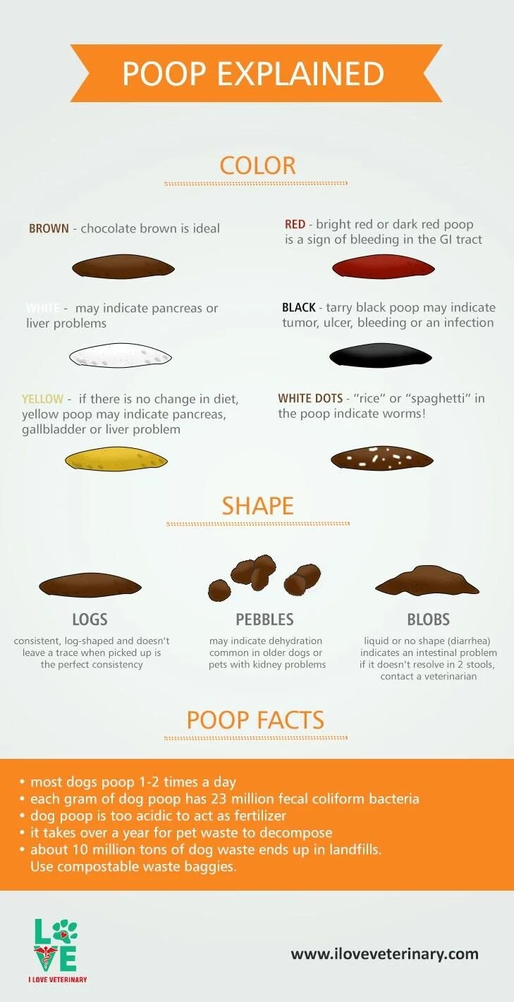 Poop Explained.jpeg