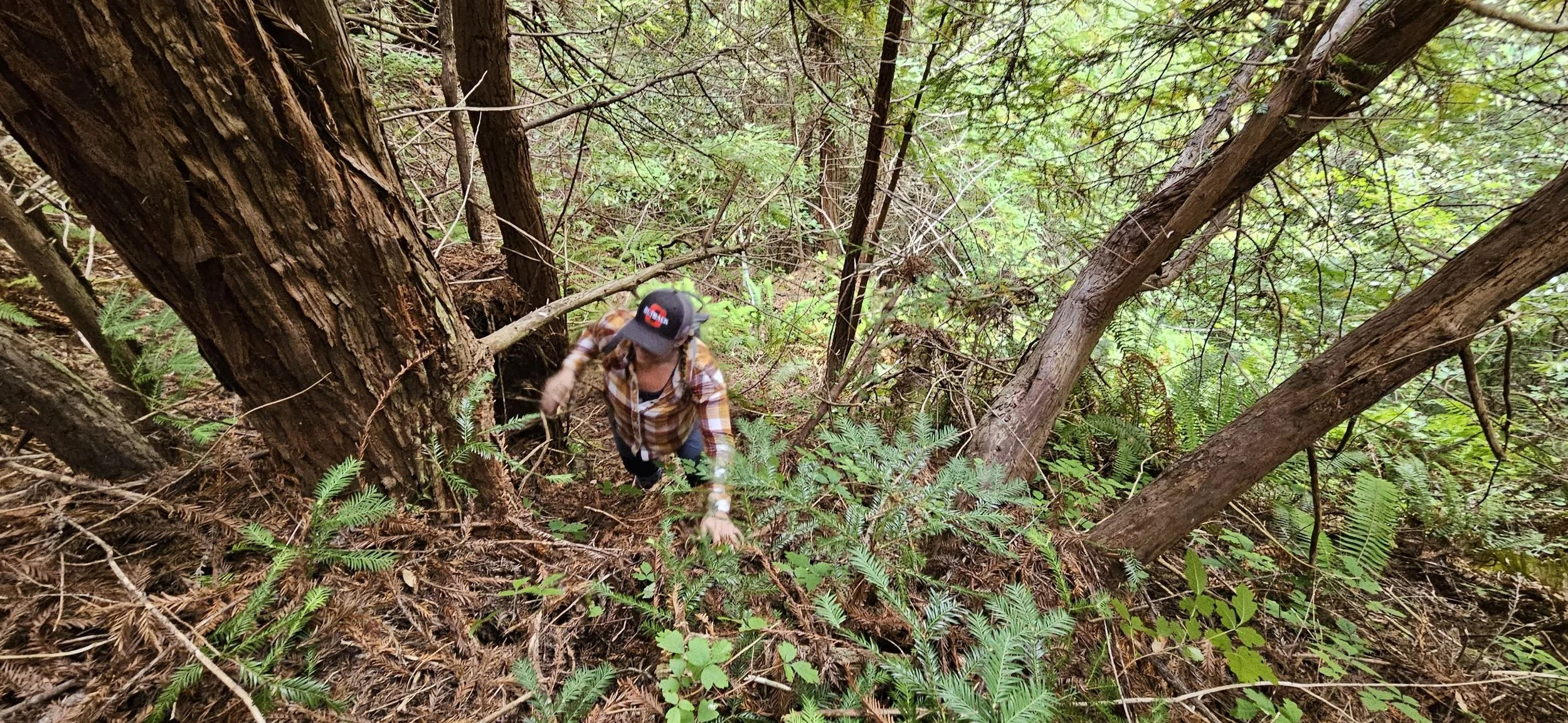 Person hiking through dense forest with ferns and tall trees