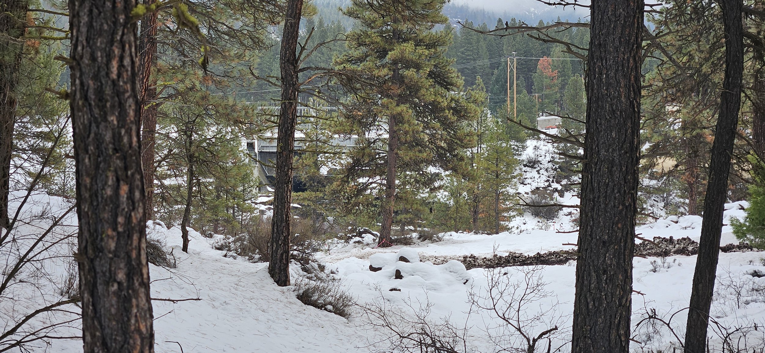 Snow-covered forest landscape with trees and a bridge in the background.