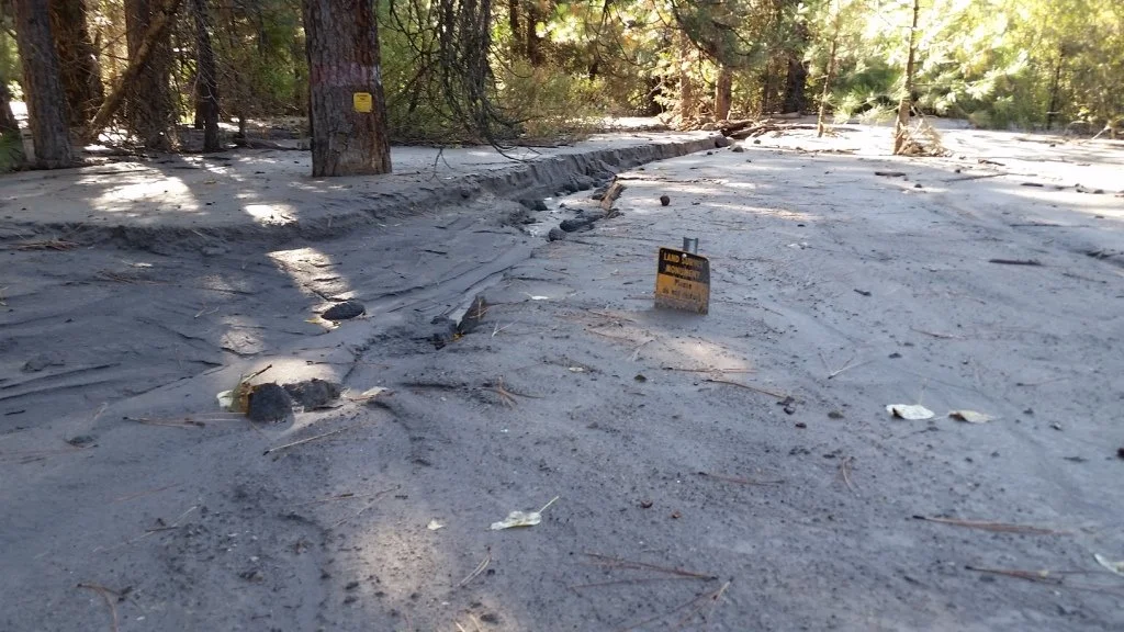 Forest ground with volcanic ash covering trees and soil