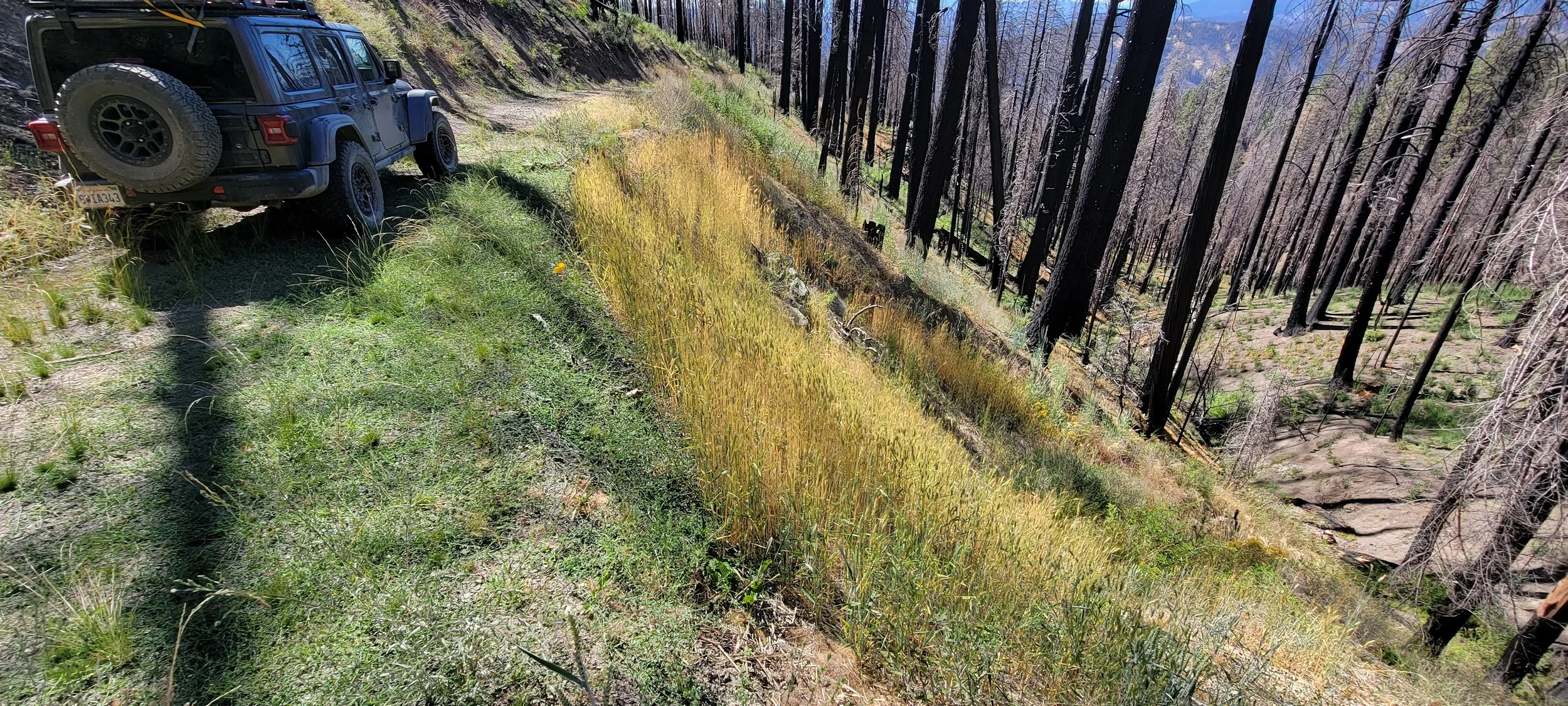 Off-road vehicle near burnt forest with grassy slope