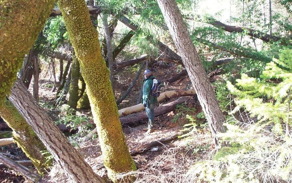 Person hiking in a forest with moss-covered trees