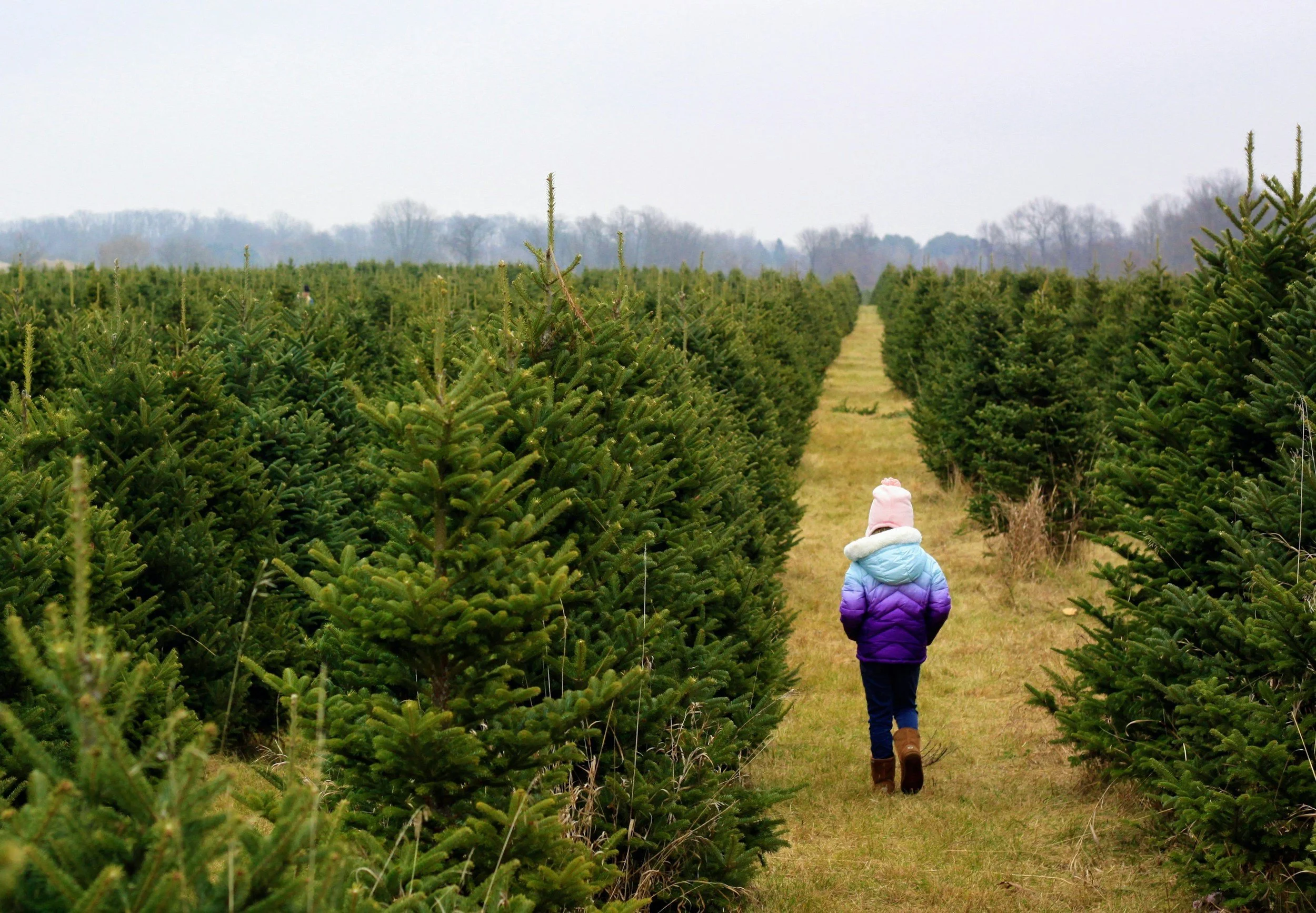 🎄Yes, You Can Actually Get Christmas Trees in the Mail 🎄