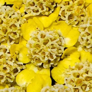 rotary (23) edit-2.jpg