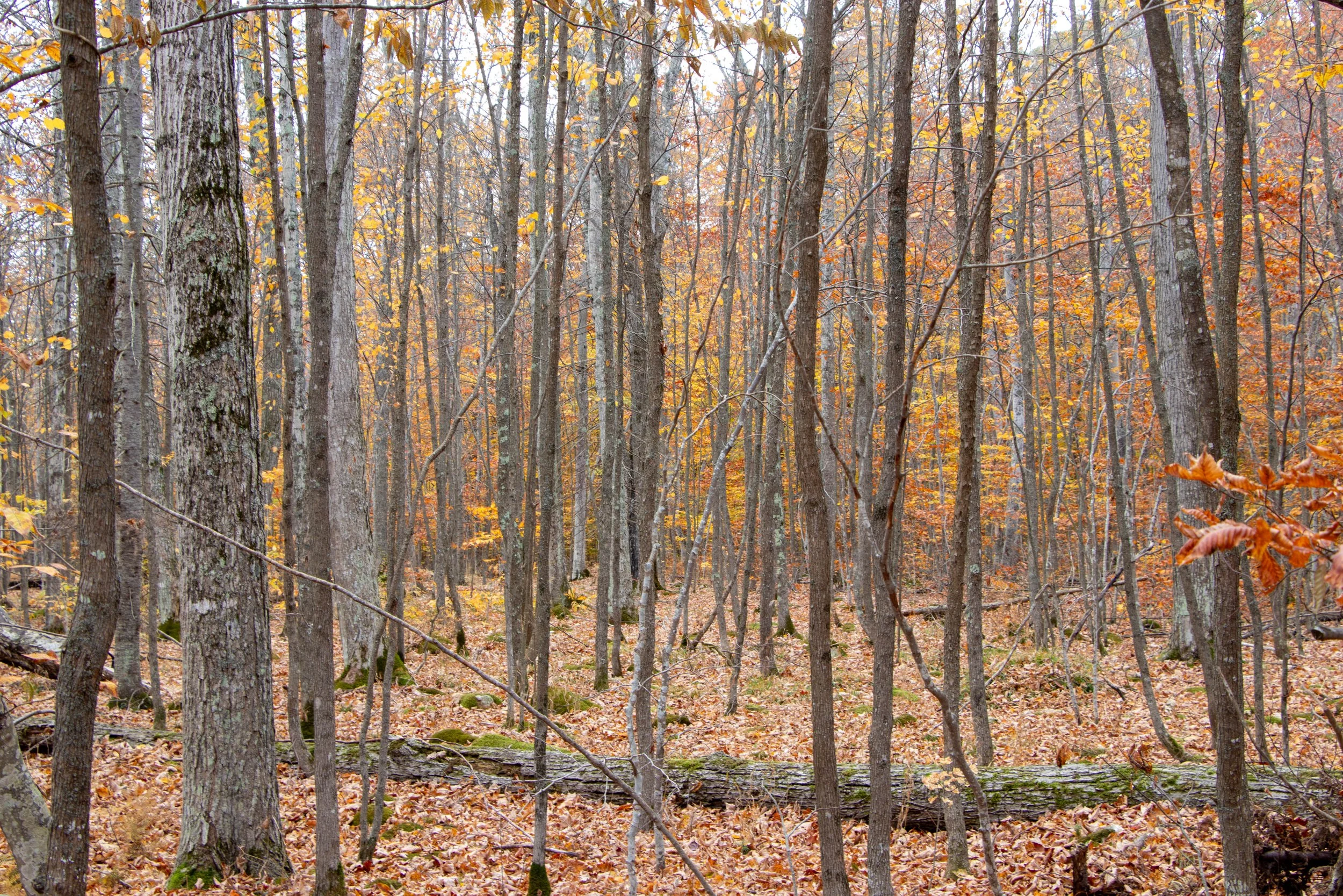 Richter Preserve (3).jpg