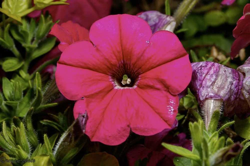 Nicholas Conservatory Rockford (32) edit.jpg