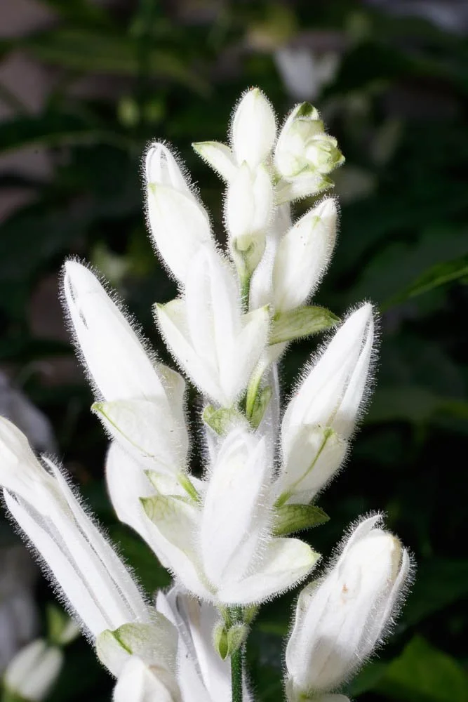 Nicholas Conservatory Rockford (16).jpg