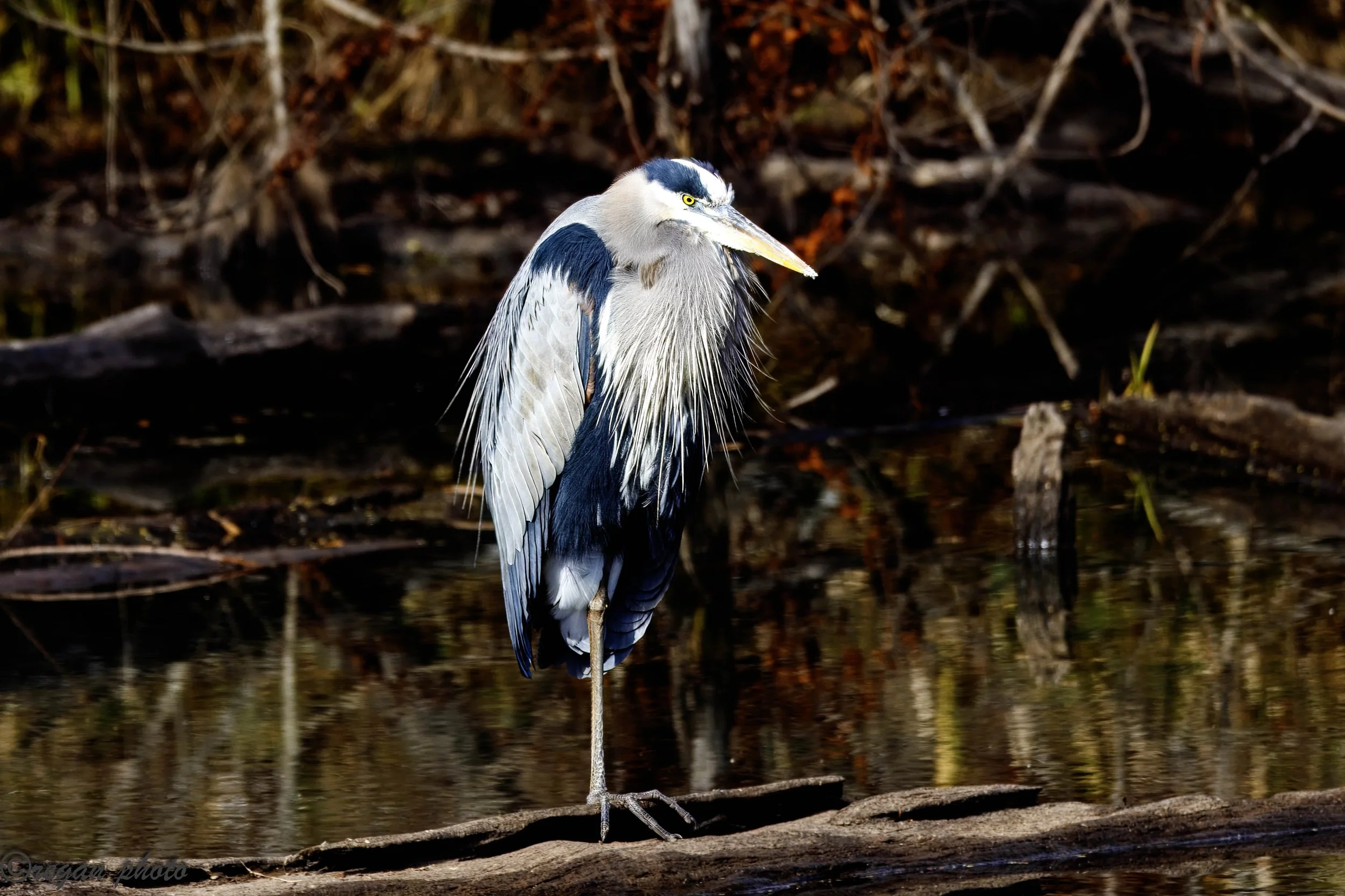 J (15) edit edit.jpg