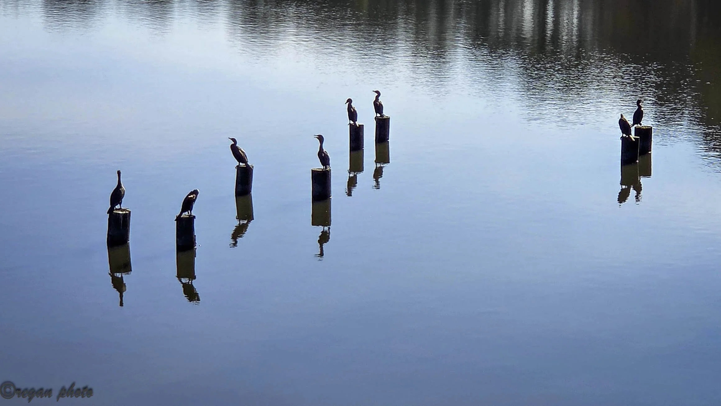 Cormorant (5) edit edit.jpg