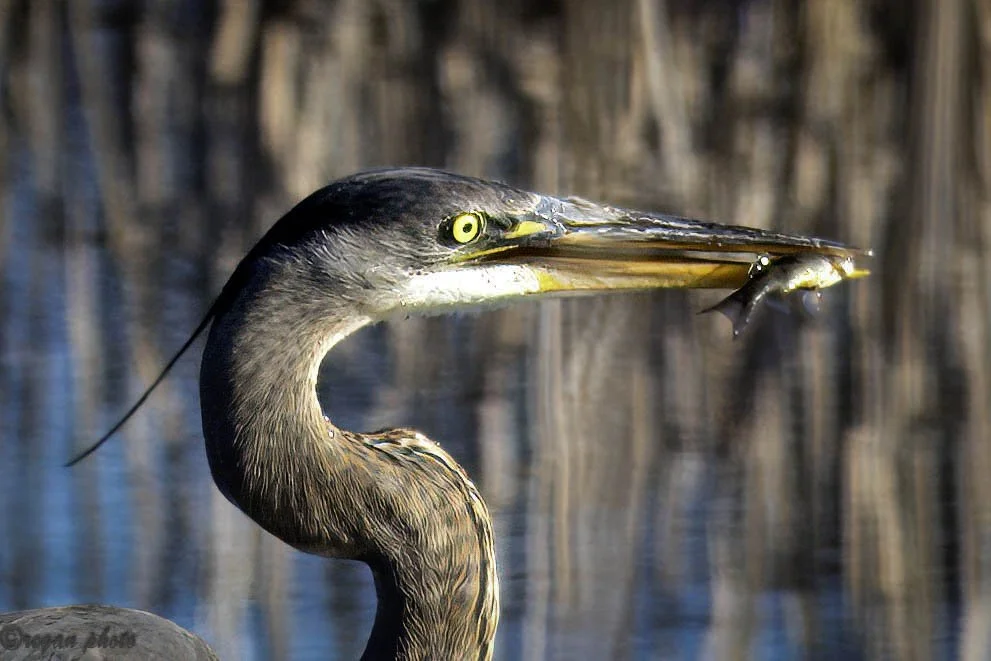 H (2) edit-2 edit.jpg