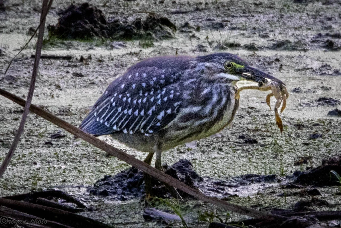 bf (46) - edit edit.jpg